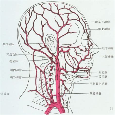 外頸動脈分支口訣|頸外動脈：結構、功能、疾病